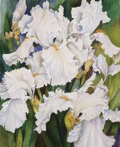 White Iris