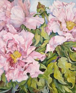 Peonies