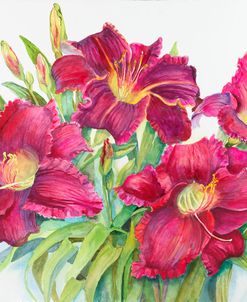 Red Daylilies with Yellow Centers