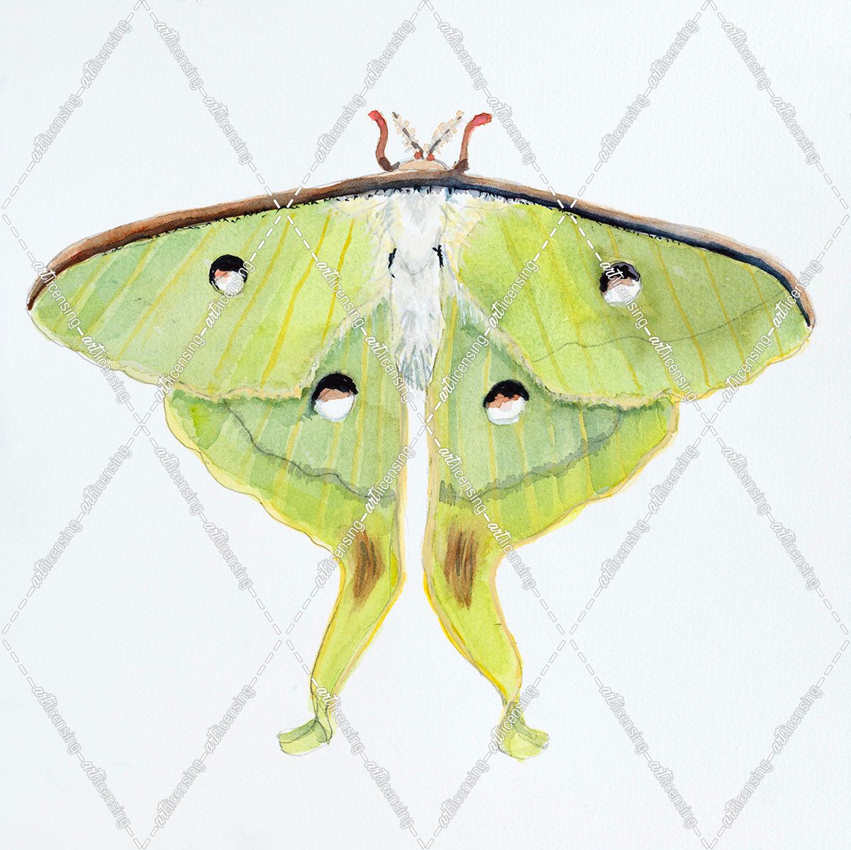 B-Butterfly Collection Luna Moth