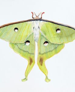 B-Butterfly Collection Luna Moth