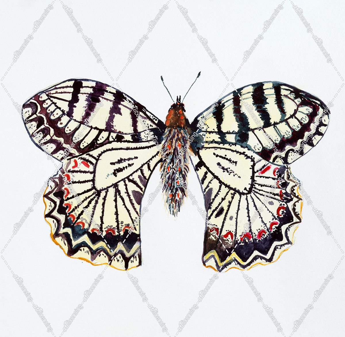 C-Butterfly Collection Southern Festoon