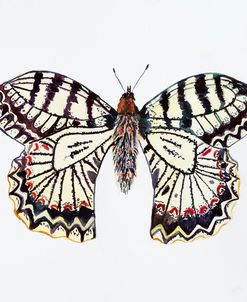 C-Butterfly Collection Southern Festoon