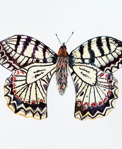 C-Butterfly Collection Southern Festoon