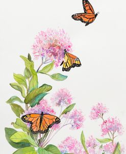 Milkweed and Monarch Butterflies