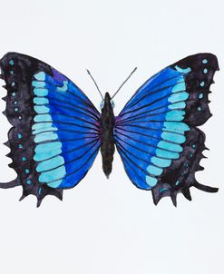 G-Butterfly Collectio Baeotus-Baeotis