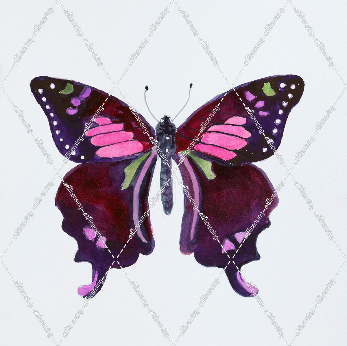 H-Butterfly Collection Graphium weiskei