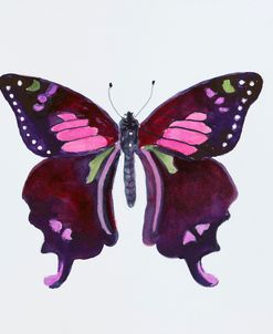 H-Butterfly Collection Graphium weiskei