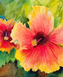 Bright Colored Hibiscus