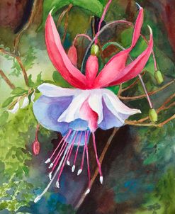 Fuchsia Blossom