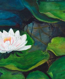 White Waterlily