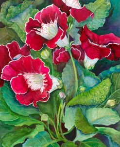 Red Gloxinia