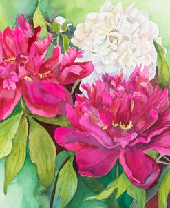 Three Colors of Peonies