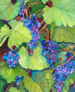 Wine Grapes