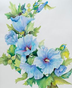 Blue Hibiscus