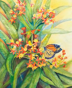 Butterfly on Floriela Milkweed