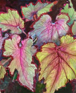 Jurassic Begonia