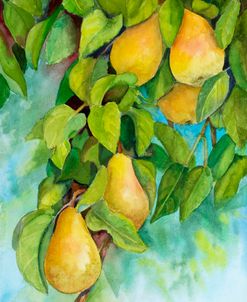 Pears 2