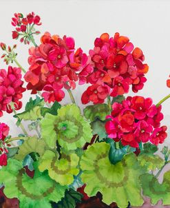 Red Geraniums