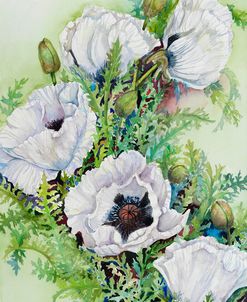 White Poppies