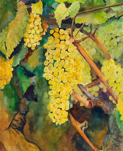 Yellow Grapes