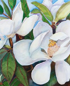 Magnolia with Blue Sky