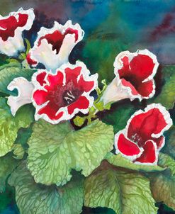 Red and White Gloxinia