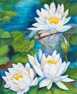 White Waterlilies