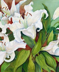 Casa Blanca Lilies