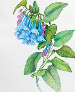 Botanical Collection – Blue Bells