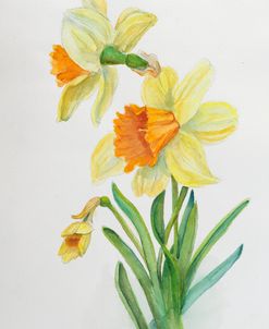 Botanical Collection – Daffodils