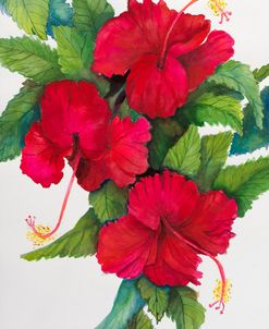 Botanical Collection – Florida Hibiscus