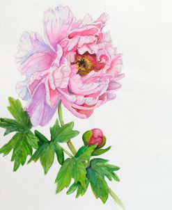 Botanical Collection – Peony