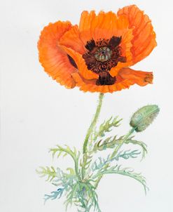 Botanical Collection – Poppy