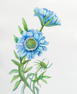 Botanical Collection – Scabious