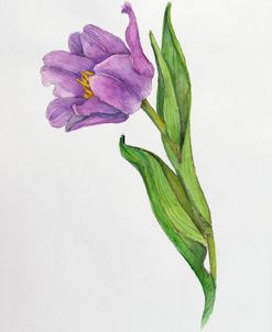 Botanical Collection – Tulip
