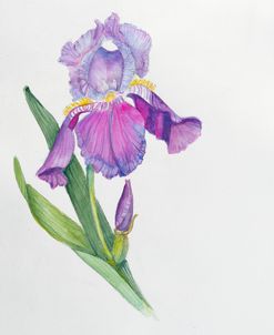 Botanical Collection – Iris I