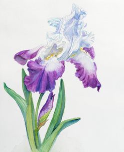 Botanical Collection – Iris II