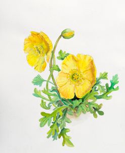 Botanical Collection – Oriental Poppies