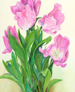 Pink Tulips