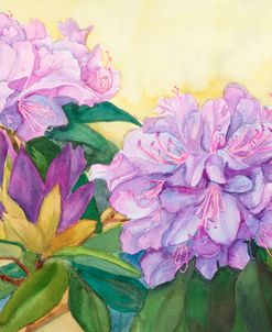 Purple Rhododendron Blossoms