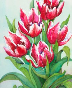 Red and White Tulips