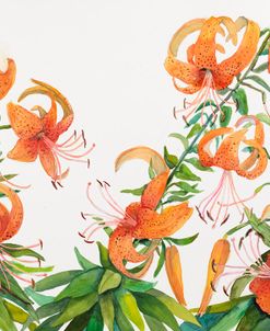 A Stand of Tiger Lilies