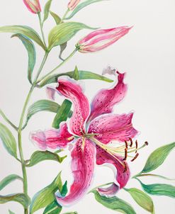 A stem of Lilies