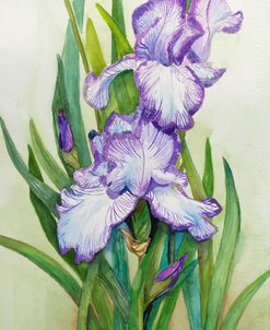 Iris Dressed in Purple and White