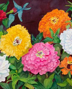 Zinnias in Many Colors