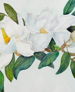 A Branch of Magnolias