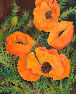 Orange Poppies 2