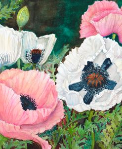 Pink and White Poppies