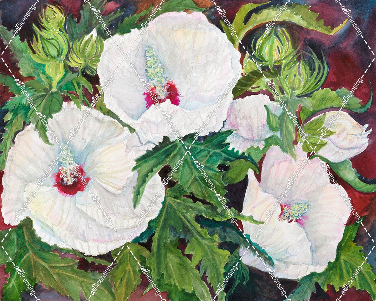 White Hibiscus Red Centers